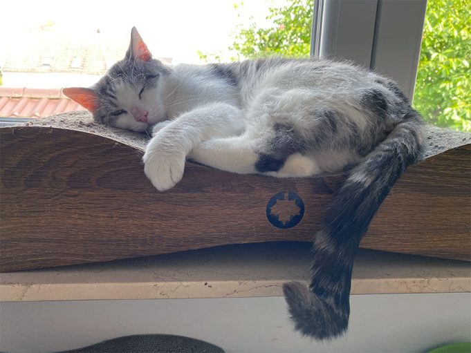 Wiedersehen nach 755 Tagen Kater Loki beschert seiner Halterin den schönsten Geburtstag