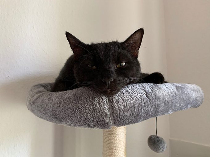 Als blinder Passagier im Transporter Kater Paul reist unbemerkt von Bremen nach Oldenburg Pressemitteilung-Erfolgsgeschichte-kater-paul-TASSO