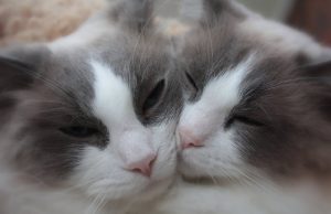 Halblanghaar-Katzen – So viele Rassen zählen hier dazu