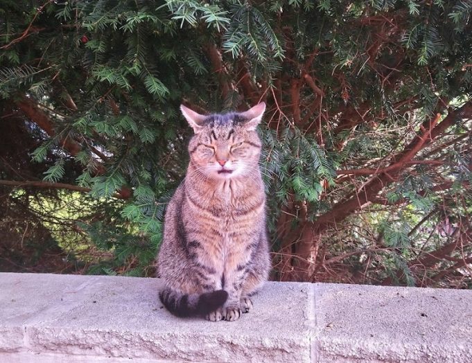 Passt ein tierischer Begleiter in mein Leben? katze haustier