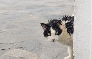 Bündnis „Pro Katze“ unterstützt Tierschutzvereine in Flutkatastrophengebiet nasse katze