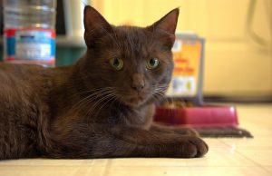 Havana – Majestätisch und faszinierend schön