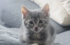 Gewöhnung einer Katze an eine neue Umgebung