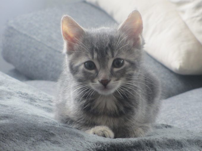 Gewöhnung einer Katze an eine neue Umgebung