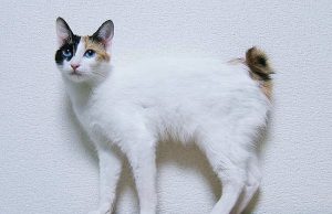 Japanese Bobtail Longhair – Idealer Partner für Erwachsene