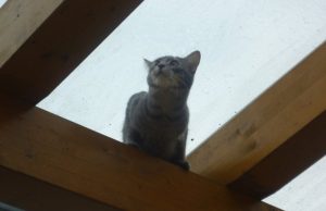 Was tun, wenn der tierische Liebling plötzlich weg ist? TASSO gibt Tipps für die Suche nach Hund und Katze