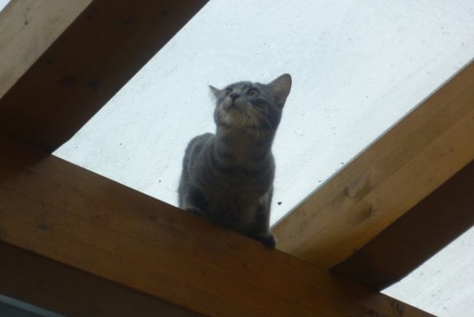 Was tun, wenn der tierische Liebling plötzlich weg ist? TASSO gibt Tipps für die Suche nach Hund und Katze