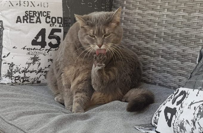 Neue Behandlung könnte Katzen helfen, die an tödlichem Kopf- und Halskrebs leiden katze gesundheit