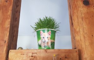 Training einer Katze rund um die Pflanzen