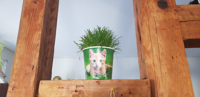 Training einer Katze rund um die Pflanzen