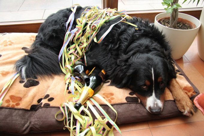 An Silvester entlaufen mehr Haustiere als an jedem anderen Tag