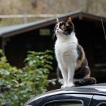 Katze-auf-Autodach_(c)-TASSO-e-V