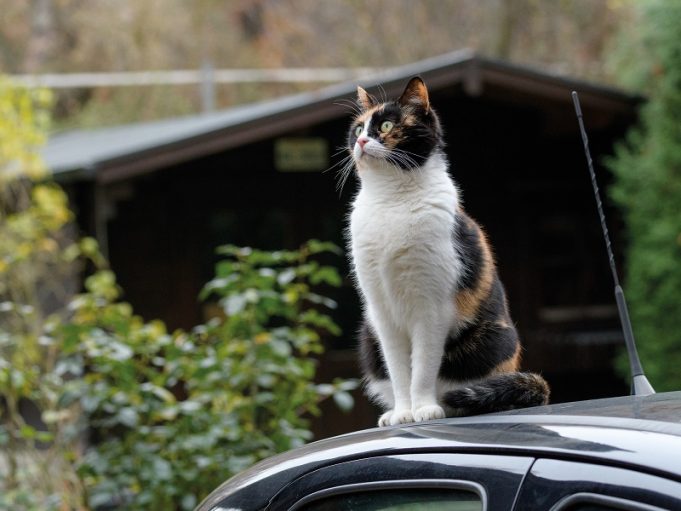 Beim Haustier nicht am falschen Ende sparen!