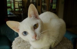 Khao Manee – Zauberin in weiß