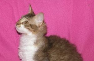 La Perm Longhair – Der Zufall mit den großen Augen