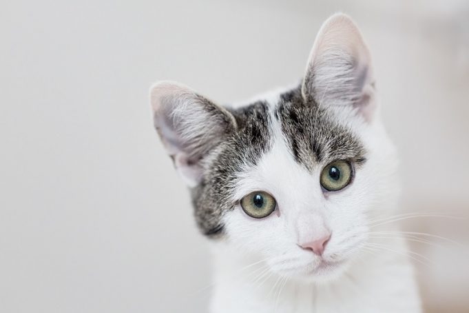 Happy End für schwer verletzte Katzendame