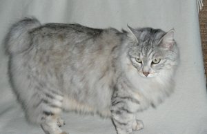 Kurilen Bobtail – Aufgeweckter Hausluchs