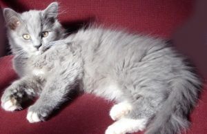 Malteserkatze – Schlau, gelehrig und anschmiegsam