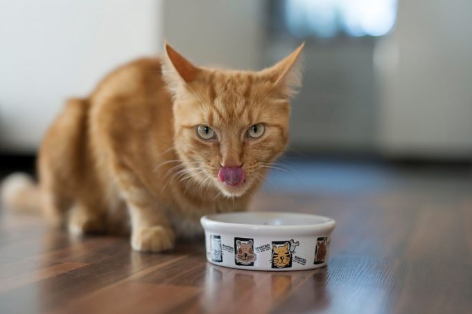 Ist mein Haustier zu dick? Übergewicht kann ernste Folgen für den tierischen Begleiter haben