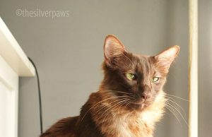 Die Mandarin-Katze – die schlanke Schönheit