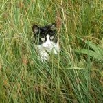 Katze im Grass Zecken