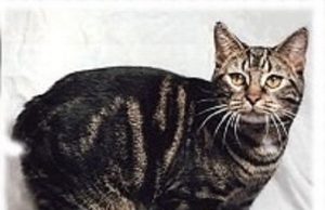 Manx – rund, kompakt und beeindruckend