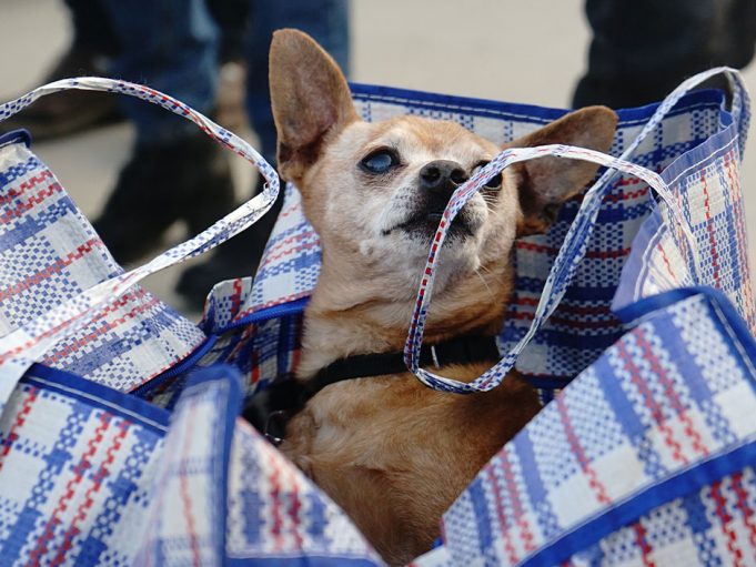 Hilfe für Menschen und Tiere in der Ukraine