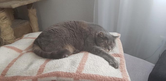 Pfötchen statt Pillen: Hunde und Katzen helfen gegen Depressionen