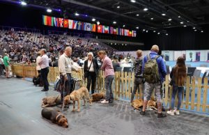 Erfurter Rassehunde- und Rassekatzen-Ausstellung 2022 mit 10.300 Besuchern 09.05.2022 Erfurter Rassehunde und Rassekatzenausstellung