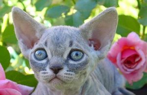 Minskin – die wunderschöne Besonderheit