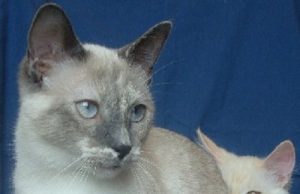 Munchkin Shorthair – Herrlicher Streuner