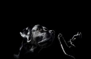 Spannende Erlebniswelt für Hunde- und Katzenliebhaber