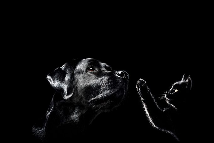 Spannende Erlebniswelt für Hunde- und Katzenliebhaber