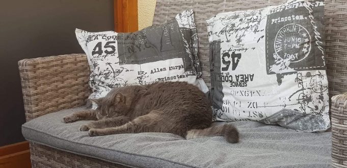 Ende der Homeoffice-Zeit: die passende Betreuung für Hund, Katze und Co. finden katze zu hause