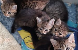 Bündnis „Pro Katze“ unterstützt Bochumer Verein „Tiere in Not“ mit 6.000 Euro für die Kastration von Streunerkatzen