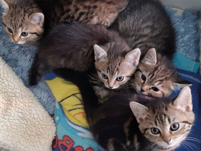 Bündnis „Pro Katze“ unterstützt Bochumer Verein „Tiere in Not“ mit 6.000 Euro für die Kastration von Streunerkatzen