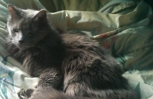 Nebelung – Elegant und mit Grazie Rassekatze Nebelung