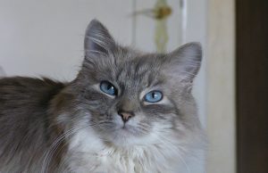 Neva Masquarade – Zauberhafte Samtpfote mit geheimnisvollem Blick Neva Masquarade