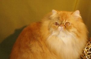 Non Pointed Himalayan – Bunt gemixt und sehr ruhig