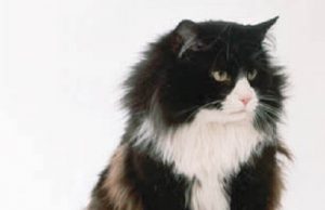 Geheimnisumwoben und verzaubernd – die Norwegische Waldkatze