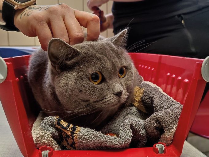 Bündnis „Pro Katze“ unterstützt Berliner Tiertafel mit 4.000 für die Versorgung ukrainischer Katzen