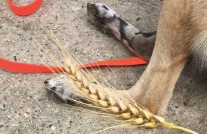 Nicht nur schmerzhaft, auch gefährlich Grannen: Darauf sollten Tierhalter achten Grannen können ein ernsthaftes Gesundheitsrisiko