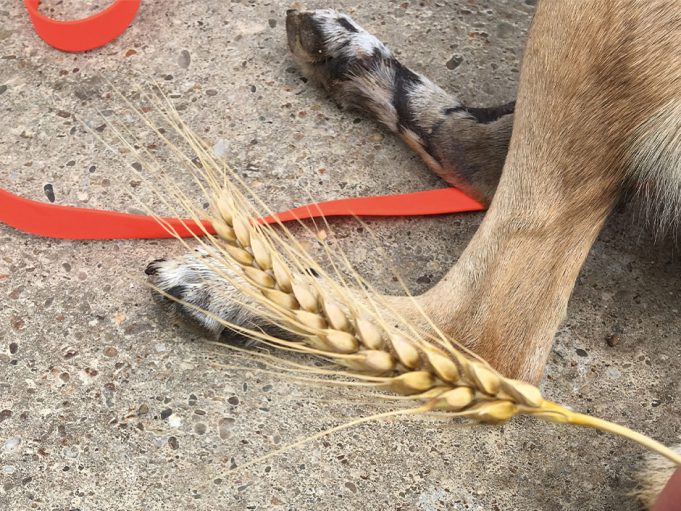Nicht nur schmerzhaft, auch gefährlich Grannen: Darauf sollten Tierhalter achten Grannen können ein ernsthaftes Gesundheitsrisiko