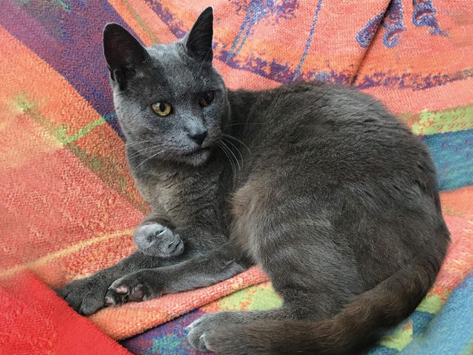 Glückliches Ende für verschollenen Kater