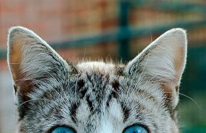 Ojos Azules – Mexikanische Traumkatze