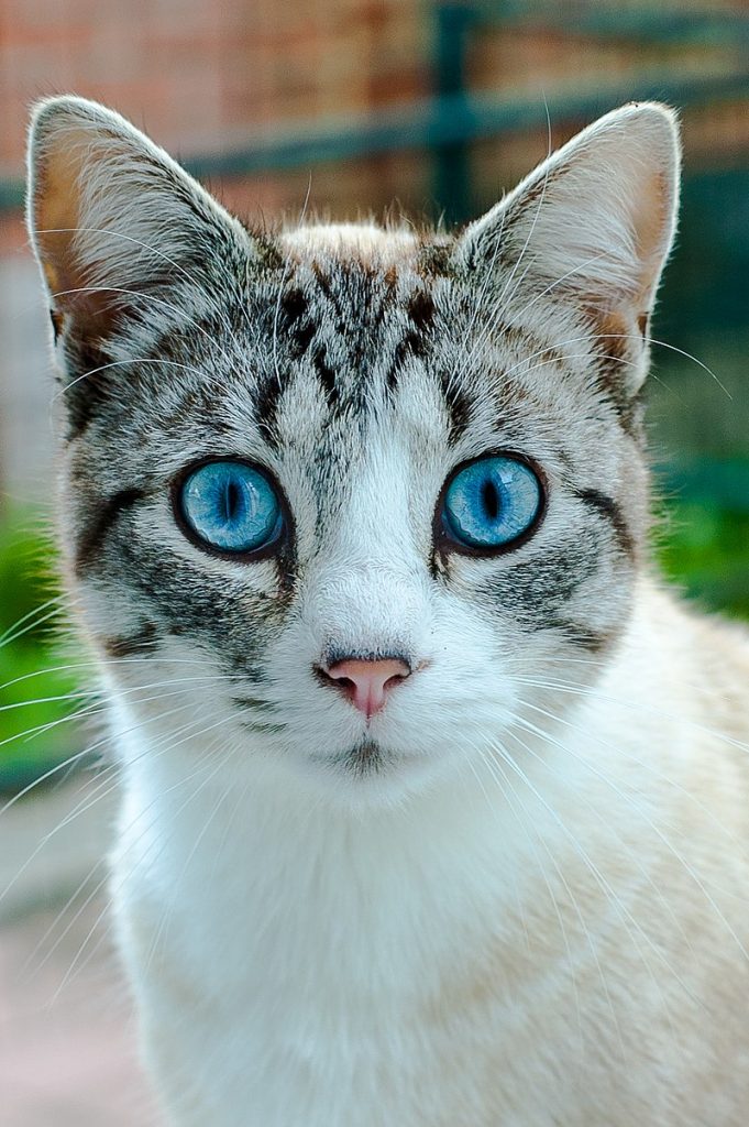 Ojos Azules – Mexikanische Traumkatze
