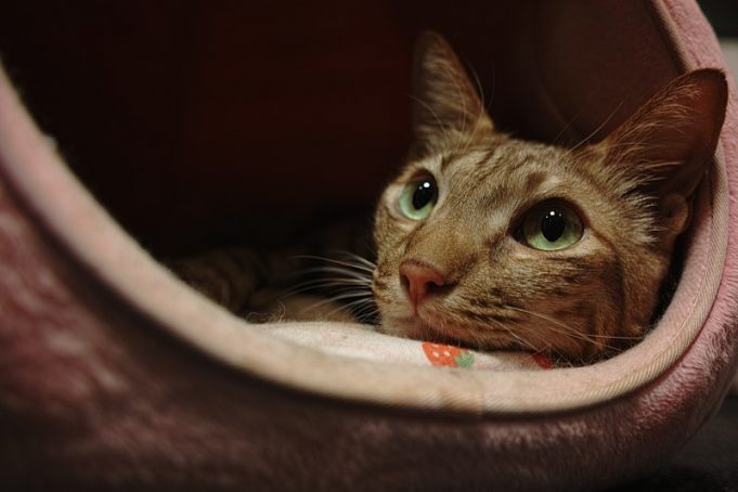 Ocicat – Zauberhaft Exotin mit magischem Blick