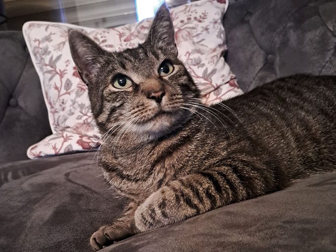 7 Jahre von der Familie getrennt – Kater Einstein ist dank TASSO endlich wieder zu Hause