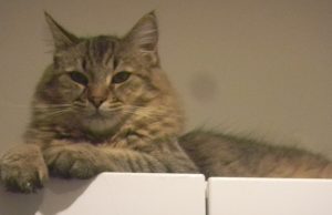 Pixiebob Longhair – Luchs und Katze vereint