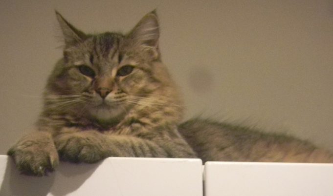 Pixiebob Longhair – Luchs und Katze vereint